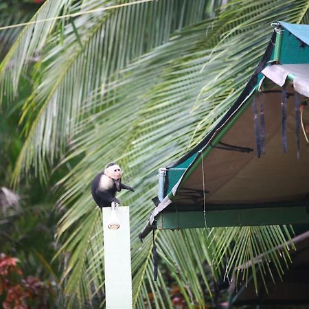Rafiki Beach Camp Matapalo  Ngoại thất bức ảnh