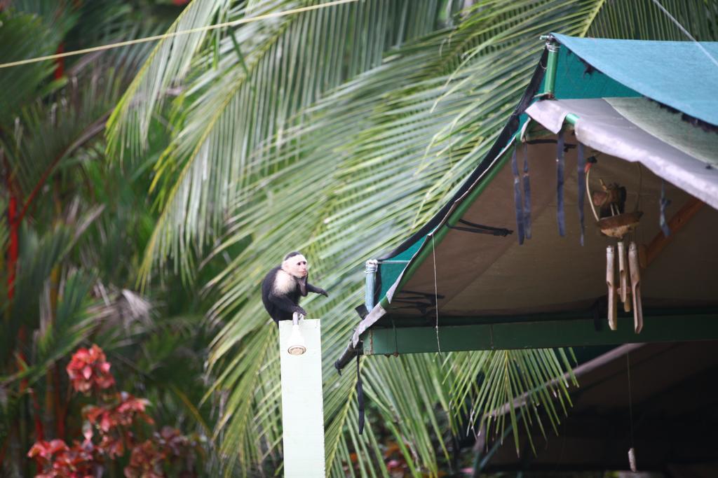 Rafiki Beach Camp Matapalo  Ngoại thất bức ảnh