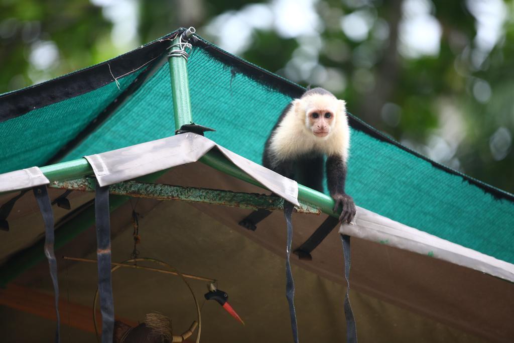 Rafiki Beach Camp Matapalo  Ngoại thất bức ảnh
